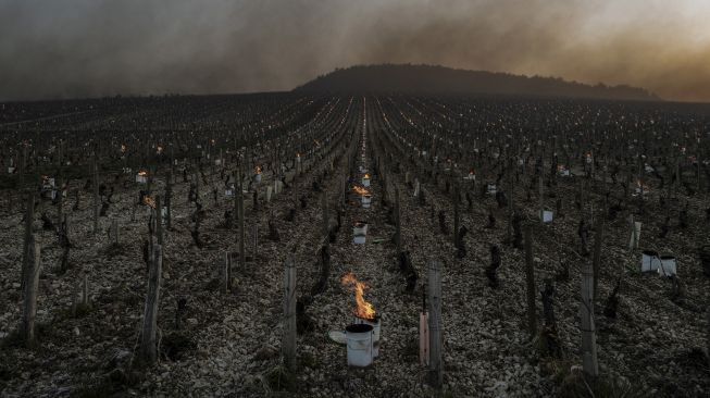 Lilin anti-beku masih menyala saat matahari terbit di kebun anggur perkebunan anggur Daniel-Etienne Defaix dekat Chablis, Burgundy, Prancis, pada (7/4/2021). [JEFF PACHOUD / AFP]