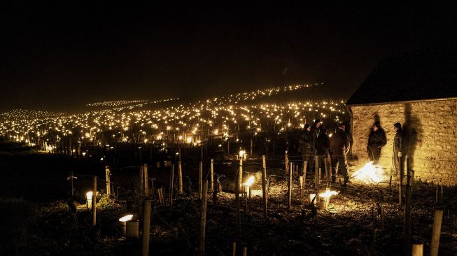 Petani anggur beristirahat setelah menyalakan lilin anti-es di kebun anggur Chablis dekat Chablis, Burgundy, Prancis, pada (7/4/2021). [JEFF PACHOUD / AFP]