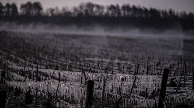 Air disemprotkan pada pagi hari di kebun anggur dekat Chablis, Burgundy, Prancis, pada (7/4/2021). [JEFF PACHOUD / AFP]