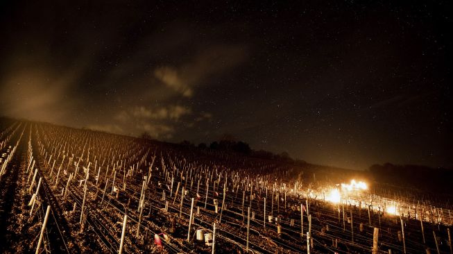 Lilin anti-beku menyala di kebun anggur perkebunan anggur Daniel-Etienne Defaix dekat Chablis, Burgundy, Prancis, pada (7/4/2021). [JEFF PACHOUD / AFP]