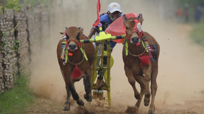 Joki memacu sapi kerapan saat kejuaraan kerapan sapi se Madura di Desa Mortajih, Pamekasan, Jawa Timur, Jumat, Sabtu (10/4/2021). [ANTARA FOTO/Saiful Bahri]