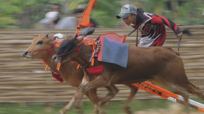 Joki memacu sapi kerapan saat kejuaraan kerapan sapi se Madura di Desa Mortajih, Pamekasan, Jawa Timur, Jumat, Sabtu (10/4/2021). [ANTARA FOTO/Saiful Bahri]