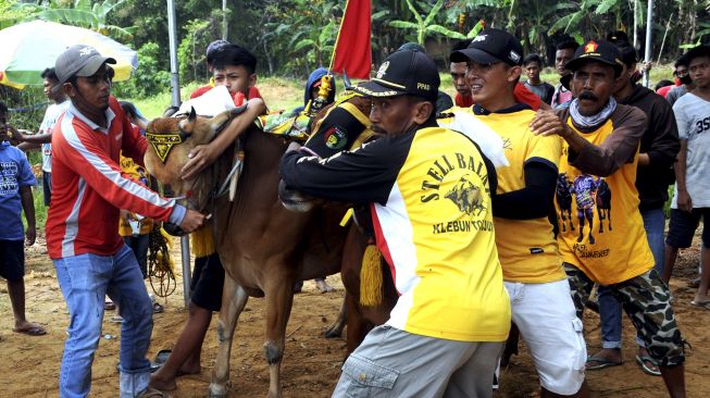 Kru menyiapkan sapi di garis start saat kejuaraan kerapan sapi se Madura di Desa Mortajih, Pamekasan, Jawa Timur, Sabtu (10/4/2021). [ANTARA FOTO/Saiful Bahri]