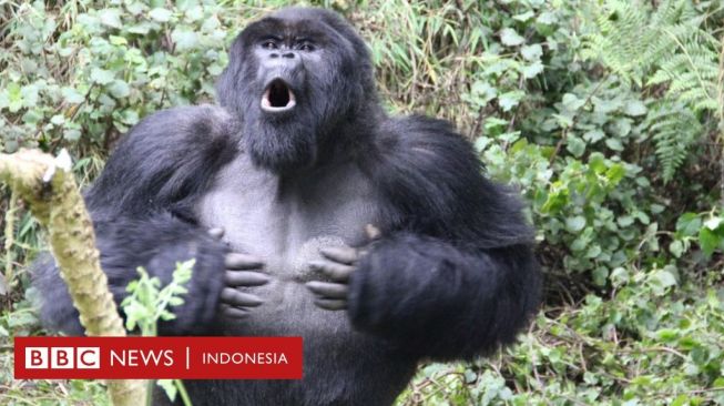 Penelitian: Rahasia Komunikasi Gorilla Terungkap