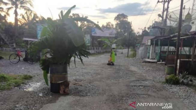 Kesal Tak Kunjung Diaspal, Warga Tanam Pohon Pisang di Jalan Rusak