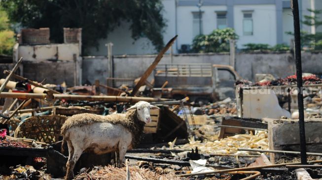 Kambing mencari makan di kios yang terbakar di Pasar Kebon Melati, Jalan Sabeni Raya, Jakarta, Senin (12/4/2021).  [Suara.com/Dian Latifah]
