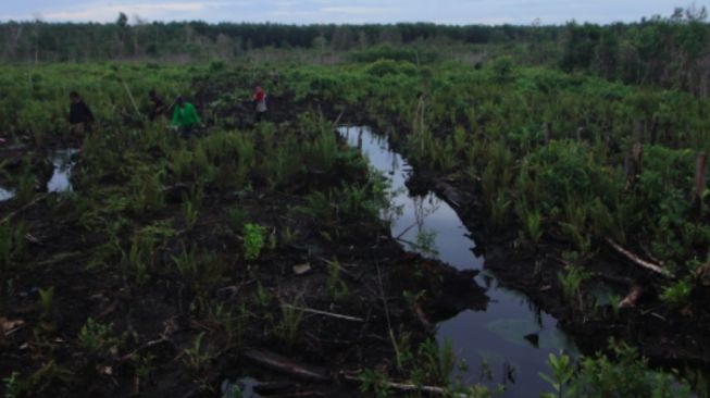 Walhi: Penting Menjaga Lebak Rawang untuk Kedaulatan Pangan