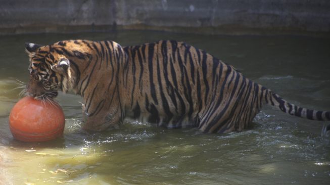 Harimau Sumatera (Panthera Tigris Sumatrae) berendam dikandangnya di Solo Zoo Taman Satwa Taru Jurug (TSTJ), Solo, Jawa Tengah, Rabu (14/4/2021).  ANTARA FOTO/Maulana Surya