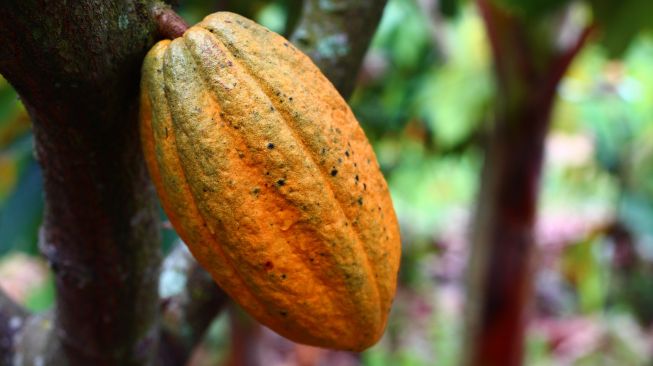 Kementan Dorong Petani Kakao Gunungkidul Manfaatkan KUR