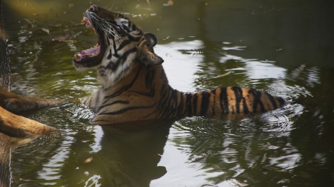 Heboh Rekaman CCTV Harimau Mangsa Anjing di Siak, BBKSDA Riau Ngaku Belum Tahu