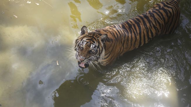 Warga Diserang, BKSDA Aceh Siapkan Senjata Bius untuk Tangkap Harimau