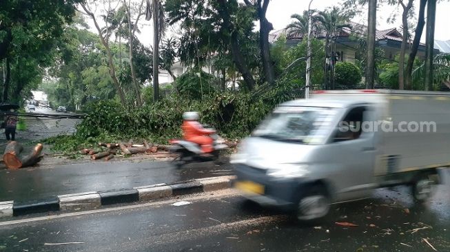 Pohon Tumbang Timpa Kabel, Jalan Hang Tuah Tak Bisa Dilalui Kendaraan