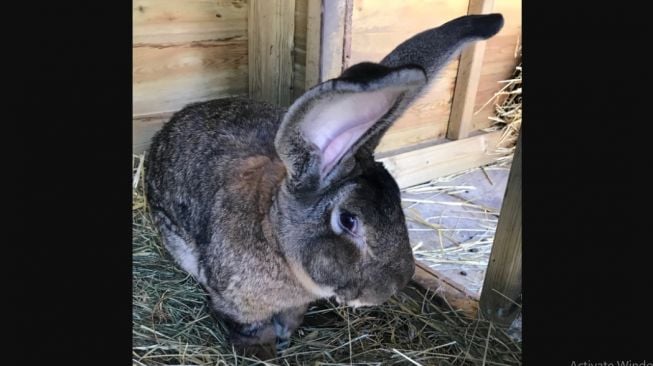 Darius, kelinci terbesar di dunia. [Westmercia.police]