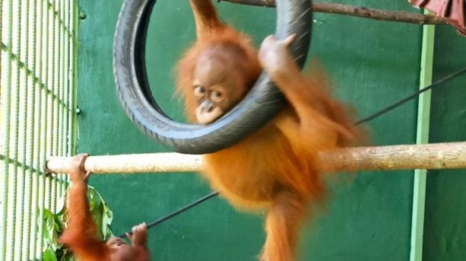 2 Orangutan Sumatera 'Pulang Kampung' Setelah Diserahkan dari Jawa Tengah