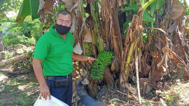 Tak Lazim! Pisang di Banyuwangi ini Berbuah di Batang Pohon