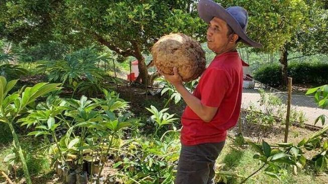 Satu Kali Panen, Petani Porang Ini Mampu Raup Uang Rp 560 Juta