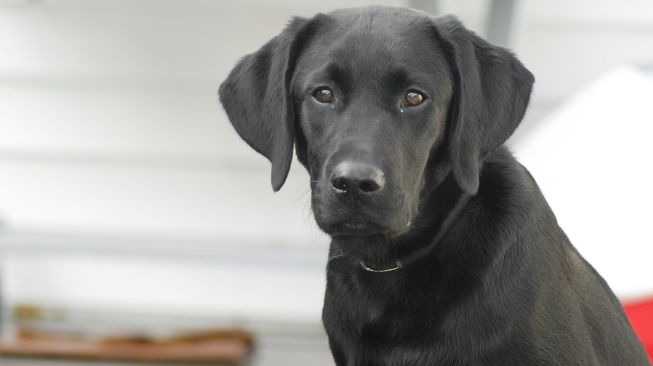 Anjing Terlatih Bisa Deteksi Covid-19 pada Urin