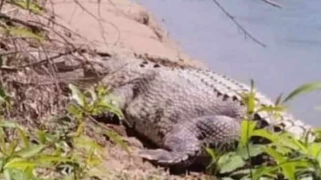 Warga Tewas Diterkam Buaya saat Mandi di Sungai, Ini Penjelasan BBKSDA Riau