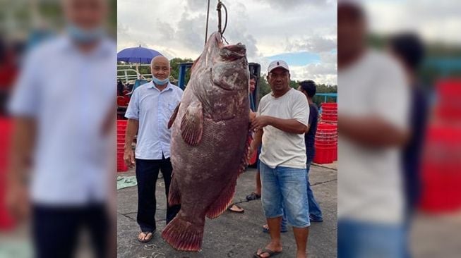 Nelayan Tangkap Ikan Kerapu 161 Kilogram, Ditawar Hampir Rp50 Juta