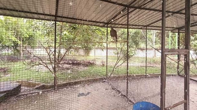 Seekor burung elang yang berada di Taman Burung di Kelurahan Sungai Mempura, Kecamatan Mempura, Kabupaten Siak. Burung tersebut dijaga empat orang petugas. [Suara.com/Alfat Handri]