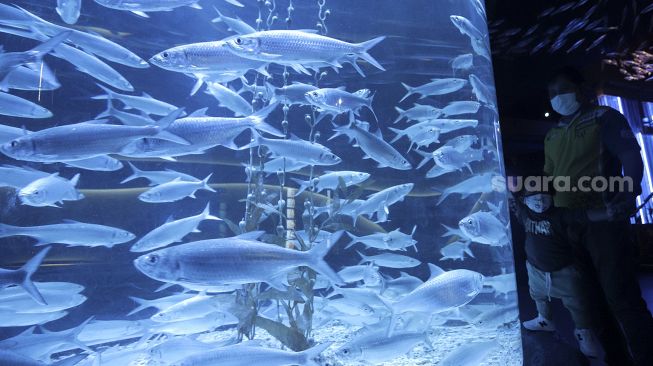 Jakarta Aquarium &amp; Safari, Salah Satu Tempat Wisata Edukatif yang Seru di Jakarta