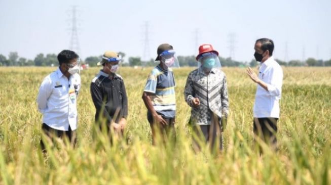 Presiden Jokowi dan Menteri Syahrul Yasin Limpo meninjau panen padi di Desa Wanasari, Kecamatan Bangodua, Kabupaten Indramayu, Jawa Barat, Rabu, 21 April 2021 / [SuaraSulsel.id / Sekretariat Presiden]