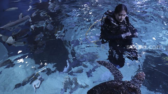 Penyelam Evelyn Alexandra (24) bermain dengan seekor penyu di Jakarta Aquarium dan Safari, Jakarta, Rabu (21/4/2021). [Suara.com/Angga Budhiyanto]
