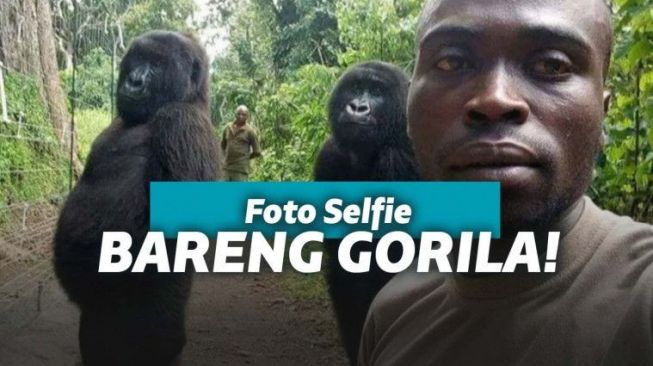 Iseng-iseng Ajak Gorila Selfie, Foto Ini Sempat Viral  