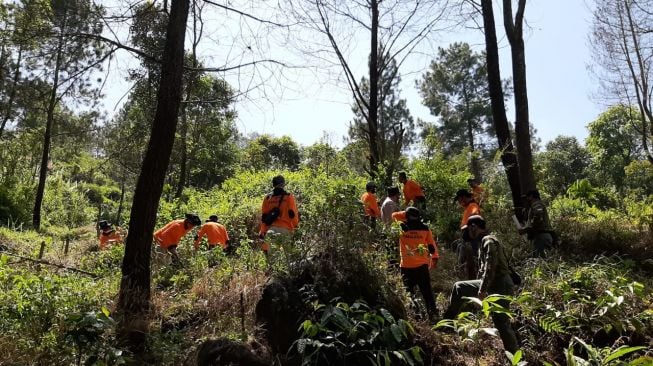 KLHK Patroli Pohon Pinus Mengering di Taman Nasional Gunung Ciremai