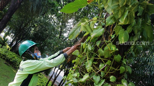 Ibu Asiah mengambil daun yang sudah mati menggunakan sapu di Jalan Medan Merdeka Selatan, Jakarta Pusat, Kamis (22/4/2021). [Suara.com/Dian Latifah]