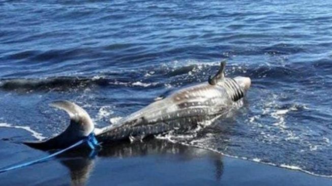 Hiu Tutul 4 Meter Mati di Pantai Jember, Diduga Terjerat Jaring Nelayan