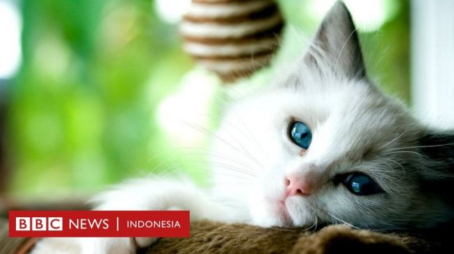 Ilmuwan Temukan Dua Kucing Positif Virus Corona