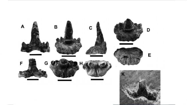 Hiu naga Hoffman (Dracopristis hoffmanorum). [NMMNHS Bulletin]