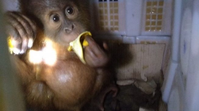 Dua Anak Orangutan Sumatera Gagal Diselundupkan di Pelabuhan Bakauheni