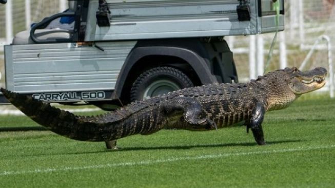 Bikin Geger Pemain, Sesi Latihan Toronto FC Diganggu Kehadiran Aligator