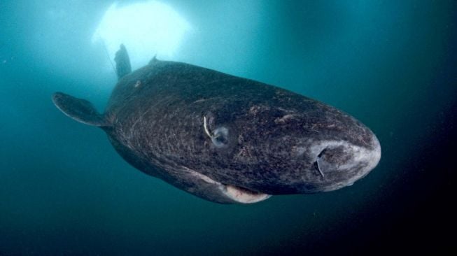 Greenland Shark. [Britannica]