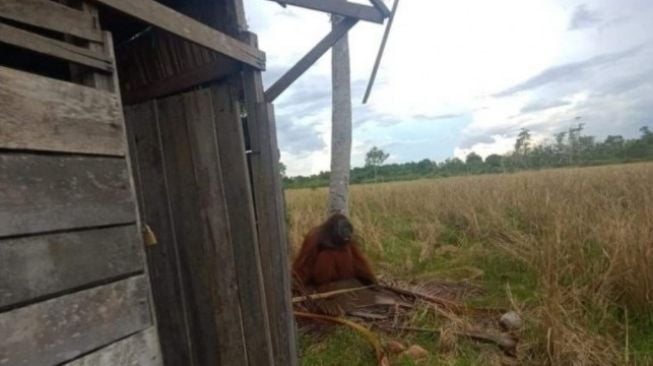 Warga KKU Resah Banyak Pohon Kelapa Rusak, Ternyata Ini Pelakunya