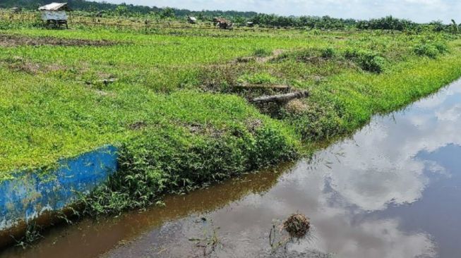 Kementan Lakukan Antisipasi Perubahan Iklim, Terutama saat Kemarau