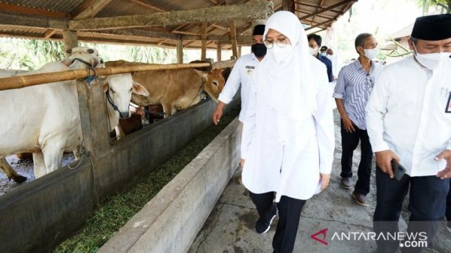 Kabupaten Banyuwangi Jadi Role Model Pengembangan Sapi Kualitas Premium