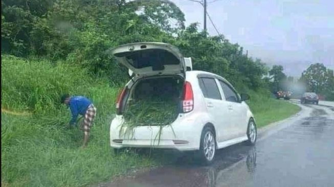 Mewahnya rumput ini diperlakukan bak sultan oleh pemilik mobil (Instagram/humorsantuy)