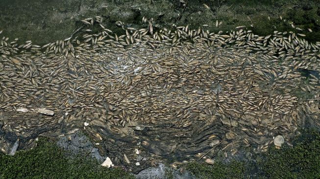 Foto udara menunjukkan ikan mas mati tersiram ke tepi waduk al-Qaraoun di Distrik Beqaa Barat, Lebanon, pada (29/4/2021). [JOSEPH EID / AFP]