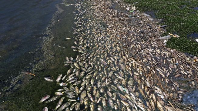 Foto udara menunjukkan ikan mas mati tersiram ke tepi waduk al-Qaraoun di Distrik Beqaa Barat, Lebanon, pada (29/4/2021). [JOSEPH EID / AFP]