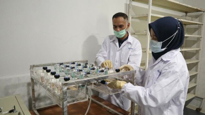 Uji Klinis Eucalyptus terhadap SARS-CoV-2, Begini Hasilnya