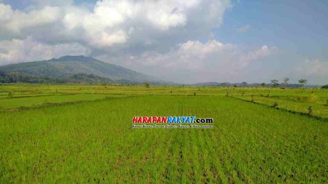 Puluhan Hektar Sawah di Pamarican Ciamis Kekeringan