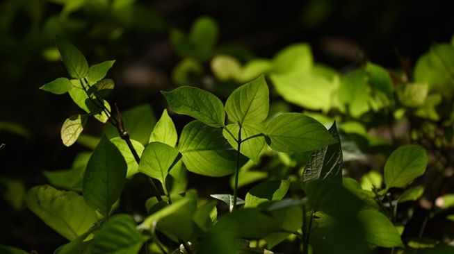 Keanekaragaman hayati di hutan reklamasi