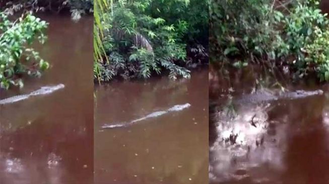 Geger Buaya Ukuran Besar Berenang di Sungai Durian Kapeh Agam