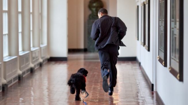 Sedih! Anjing Mantan Presiden Obama Mati