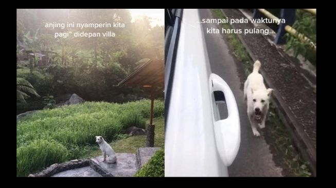 Haru! Serasa Punya Teman, Anjing ini Lari Kejar Mobil Wisatawan Saat Pergi