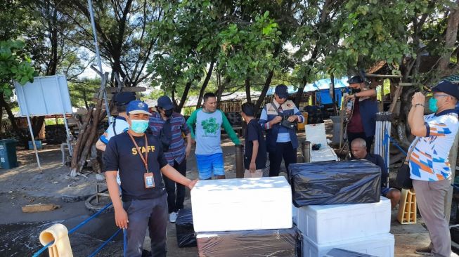 KKP Lepasliarkan Puluhan Ribu Benih Lobster di Banyuwangi