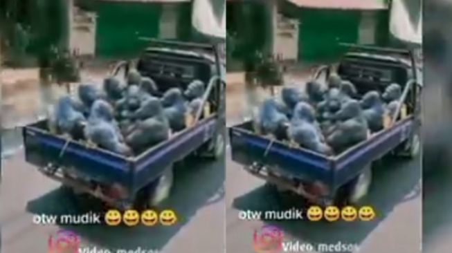 Viral Video Sekawanan Kingkong Mudik, Bikin Melongo Pengguna Jalan